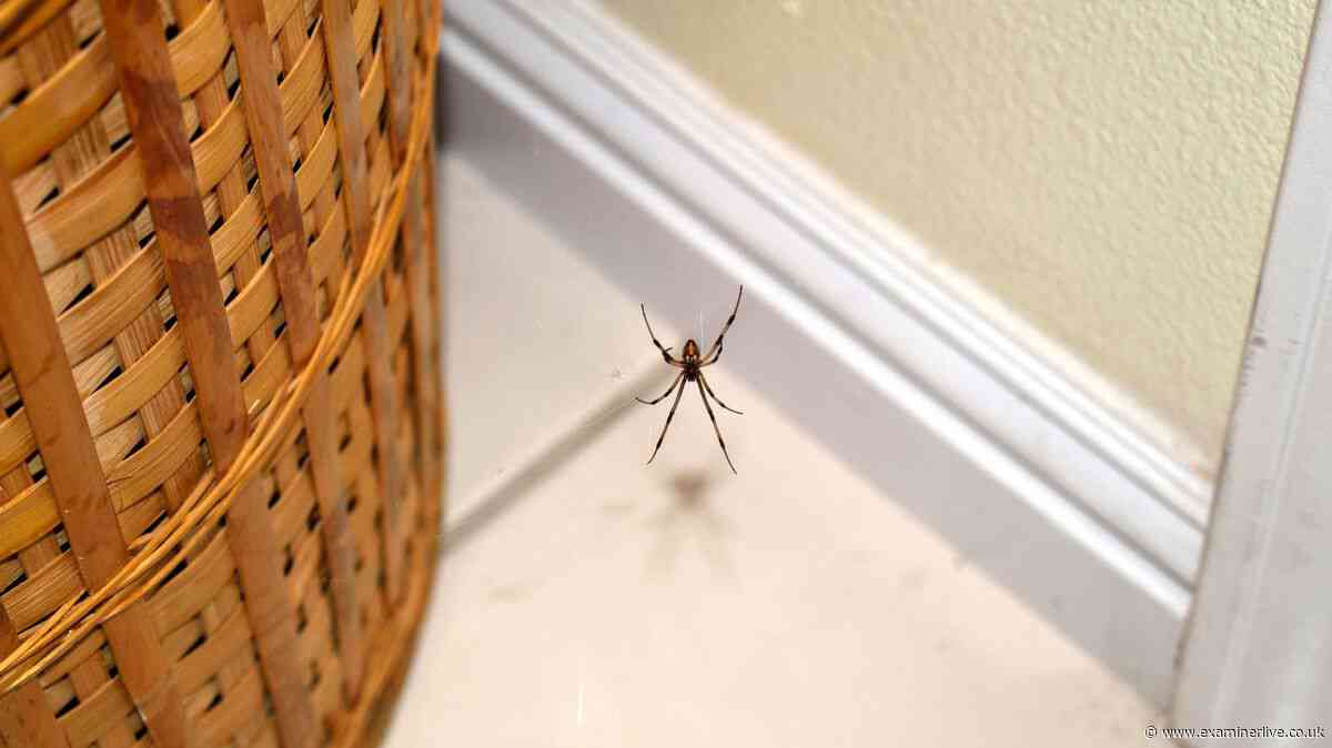 One household item you should wipe on your doors this spider season