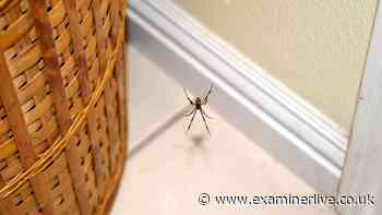 One household item you should wipe on your doors this spider season