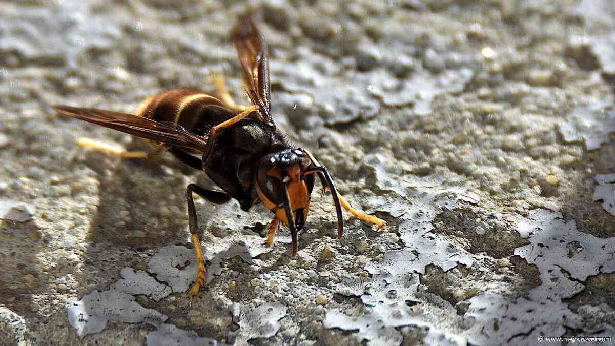 Hoornaars duiken steeds vaker op in Nederland: 'Steken niet zomaar'