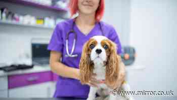 Everyday dog symptom that could mean your pet is in 'extreme pain'
