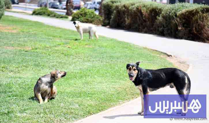 جمعيات تطالب بنصوص واضحة لتنظيم إطعام الحيوانات الضالة بالمغرب