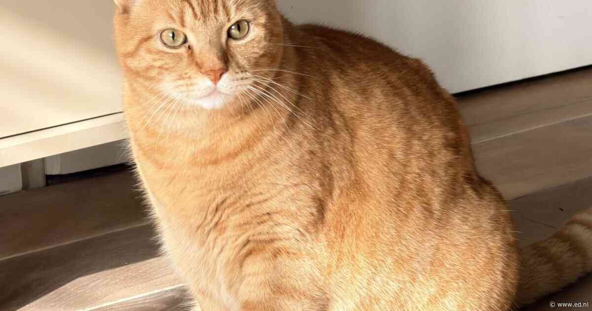 Heb jij Niffo gezien? Dit huisdier wordt in Valkenswaard vermist