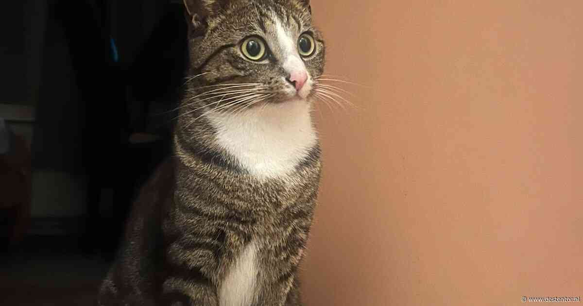 Heb jij Remi gezien? Dit huisdier wordt in Deventer vermist