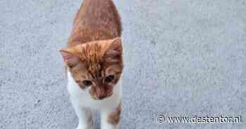 Heb jij Jerry of Charlie gezien? Deze twee huisdieren worden in Zutphen vermist