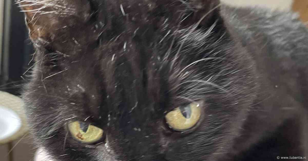 Heb jij Billy, Hugo of Boris gezien? Deze vier huisdieren worden in Enschede vermist