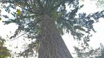 Toronto’s tree rules are getting tougher. Here’s what changes Sept. 1