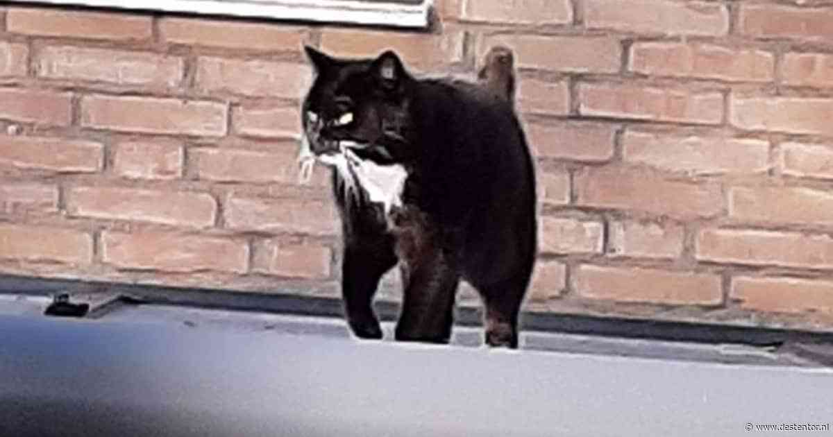 Heb jij Chester, Bibi of Shadi Aminnejad gezien? Deze vijf huisdieren worden in Lelystad vermist