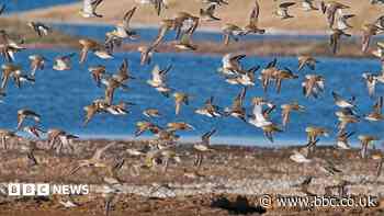 Dogs at risk after toxin kills birds at Rye