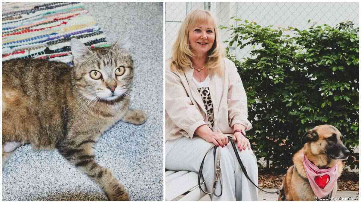 Geschichten für scheue Pfoten: Kinder lesen Katzen in Rosenheim vor – doch ihr Heim ist in Gefahr