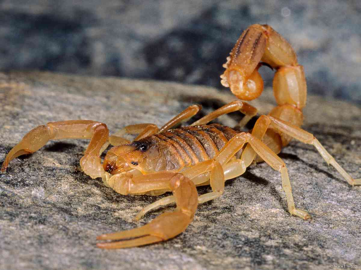 Mitgebrachter Skorpion sticht Urlauberin in Düsseldorf
