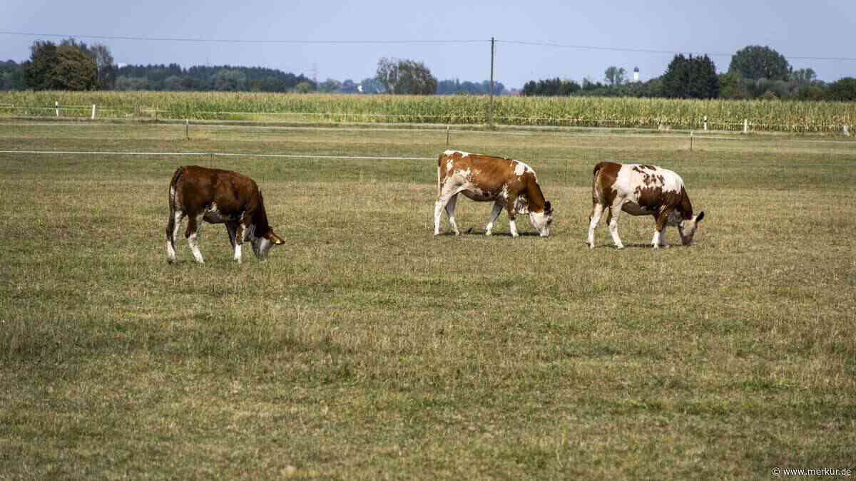 Kühe zwischen Solarmodulen: Landwirt plant große Agri-PV-Anlage