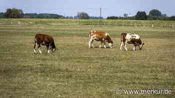 Kühe zwischen Solarmodulen: Landwirt plant große Agri-PV-Anlage