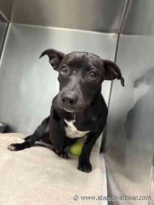 Humane Society takes in over 200 pets since Hurricane Lala