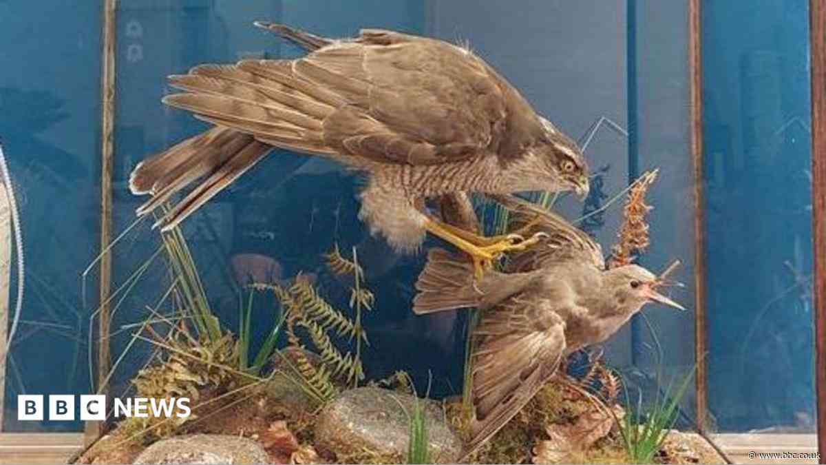 Stuffed bird of prey seized over licence issues