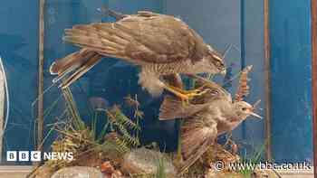 Stuffed bird of prey seized over licence issues