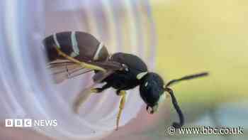 Globally rare wasp found in Essex