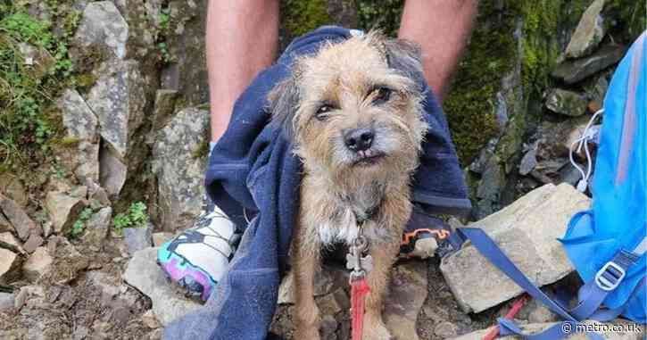 Dog stranded on Lake District mountain finally rescued after three weeks