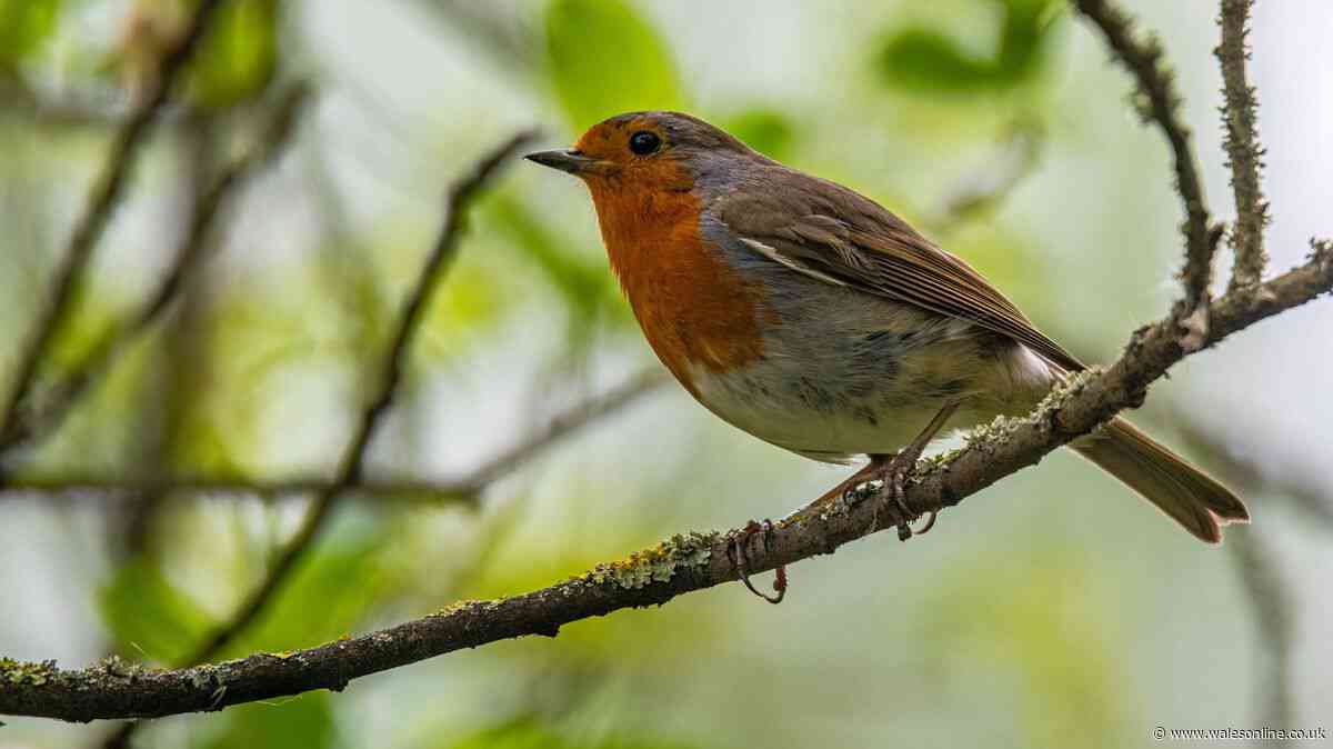 Robins and blackbirds will return to your garden if you place free item outside