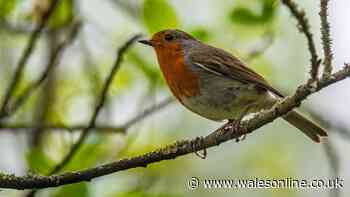 Robins and blackbirds will return to your garden if you place free item outside