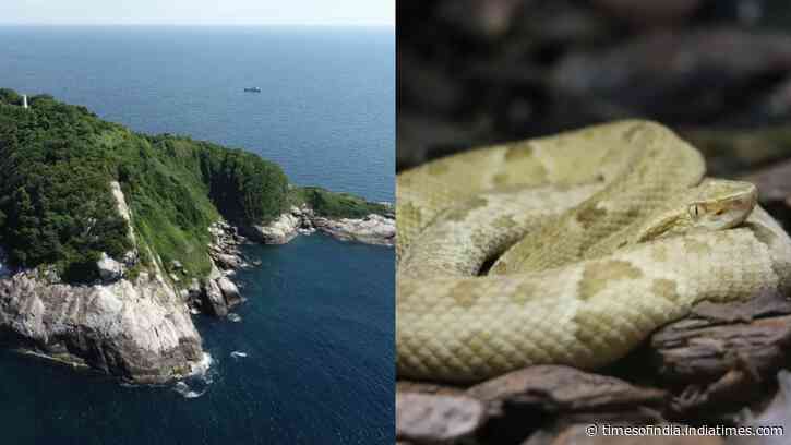 Brazil’s Forbidden Snake Island: Vipers evolve ultra-potent venom; species now critically endangered