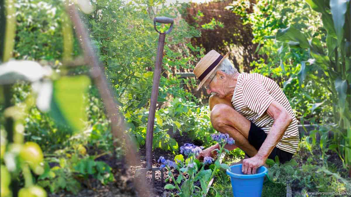 UK households urged to put a saucer outside this week