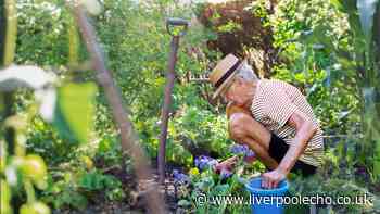 UK households urged to put a saucer outside this week
