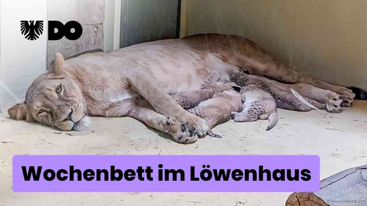 Wochenbett im Löwenhaus