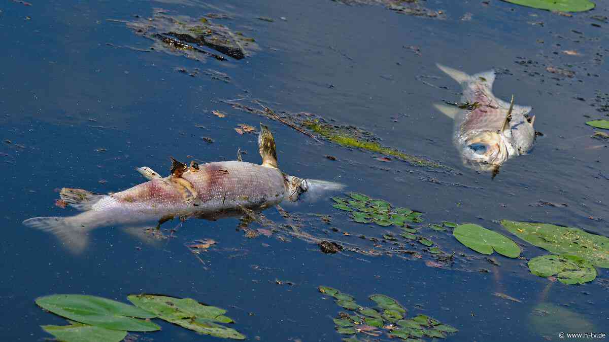 Polnische Behörden alarmiert: Goldalge sorgt erneut für Fischsterben in Nebengewässer der Oder