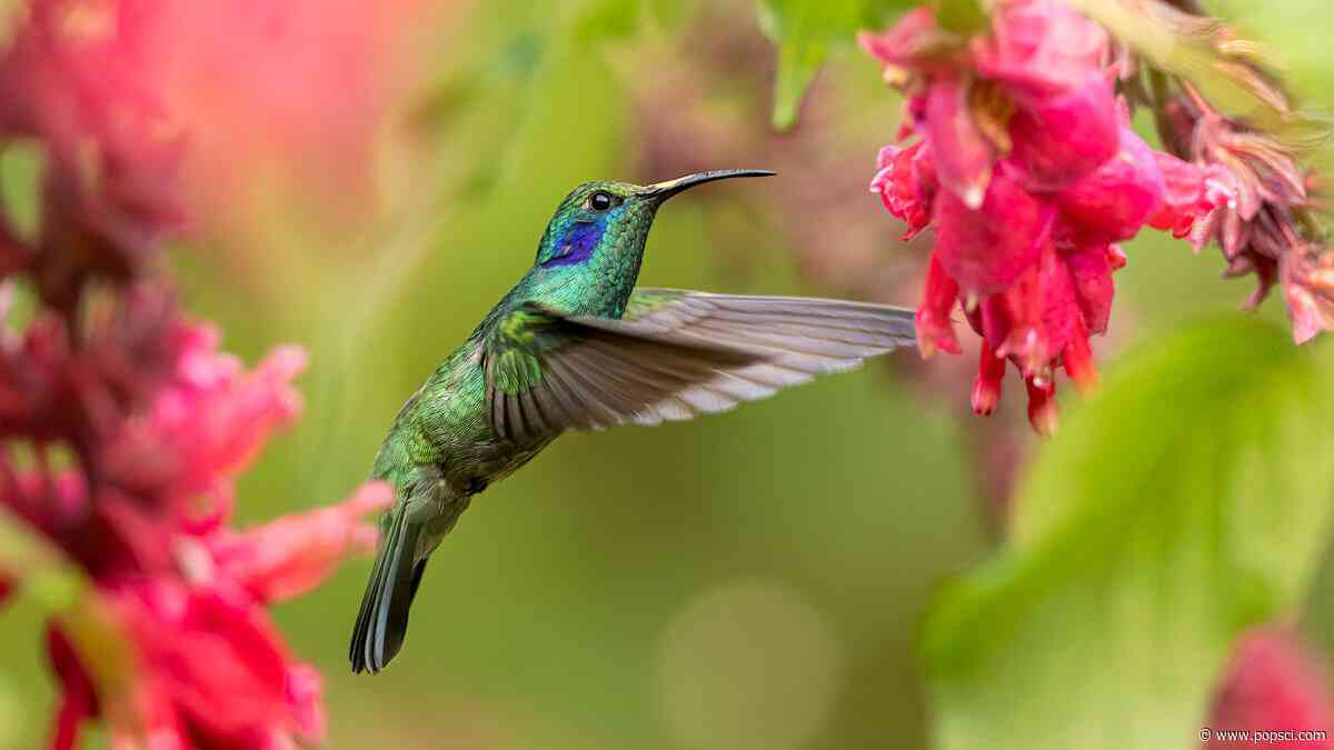 Why do hummingbirds buzz? Tiny tornadoes.