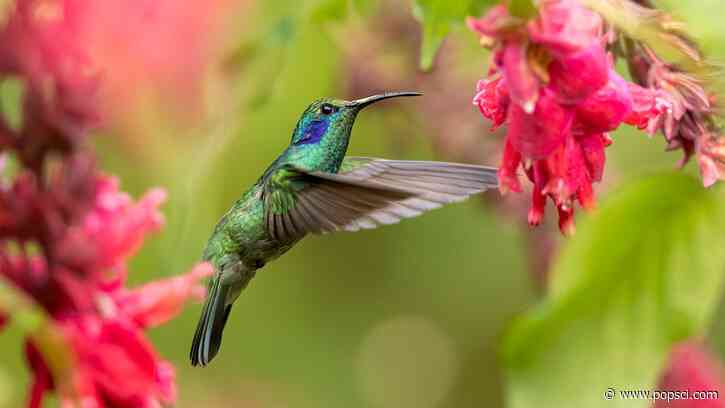 Why do hummingbirds buzz? Tiny tornadoes.