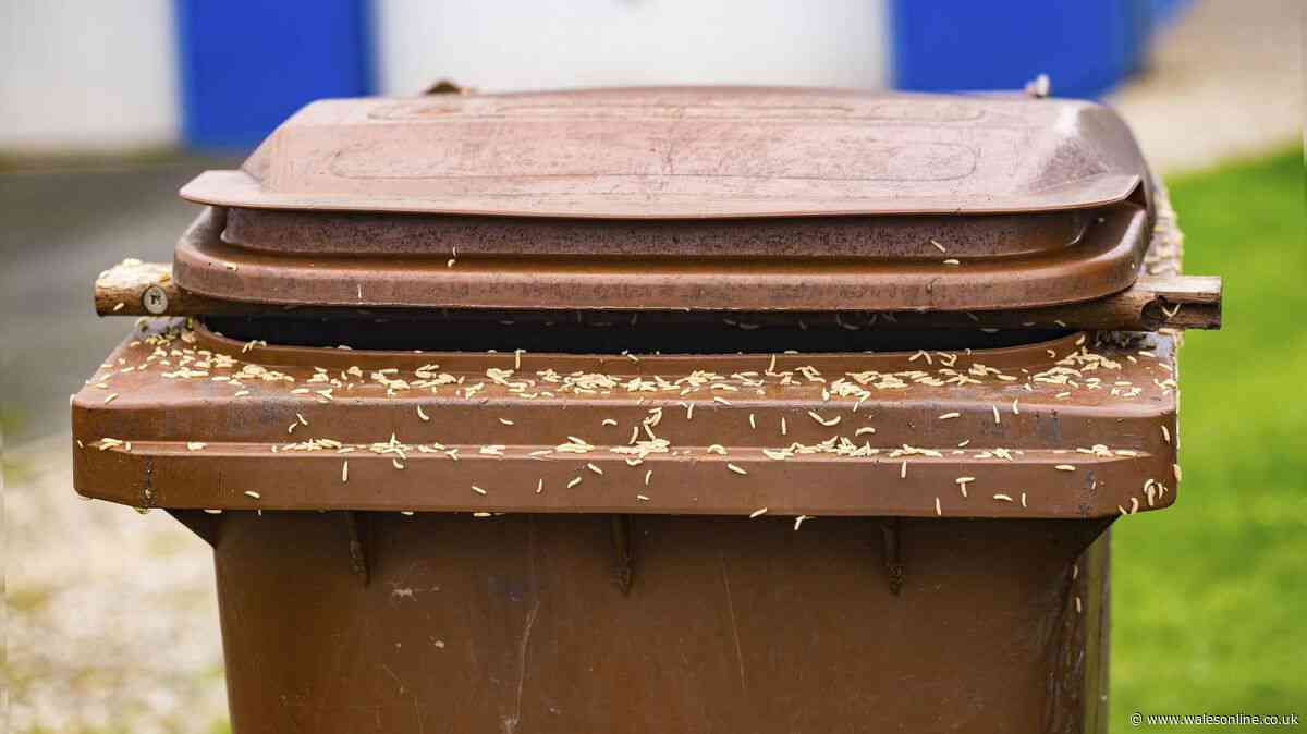 Binman says 'people don't want to do' simple step that stops maggots and flies