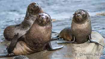 Vogelgriep voor het eerst vastgesteld bij zeehond in Australië