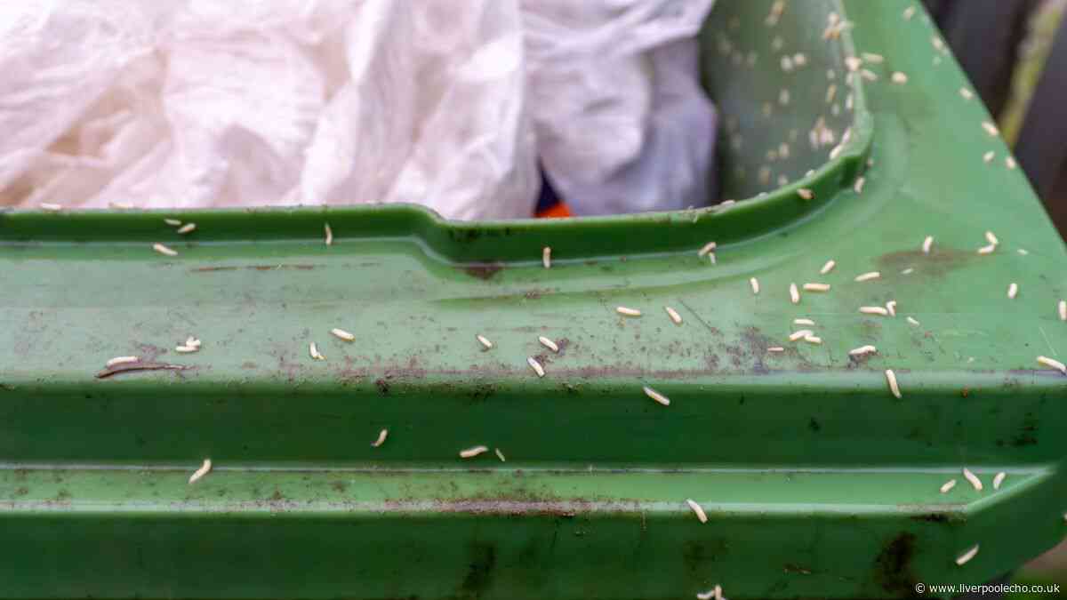 Binman names easy way to stop maggots and flies in your wheelie bin — 2 words