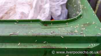 Binman names easy way to stop maggots and flies in your wheelie bin — 2 words