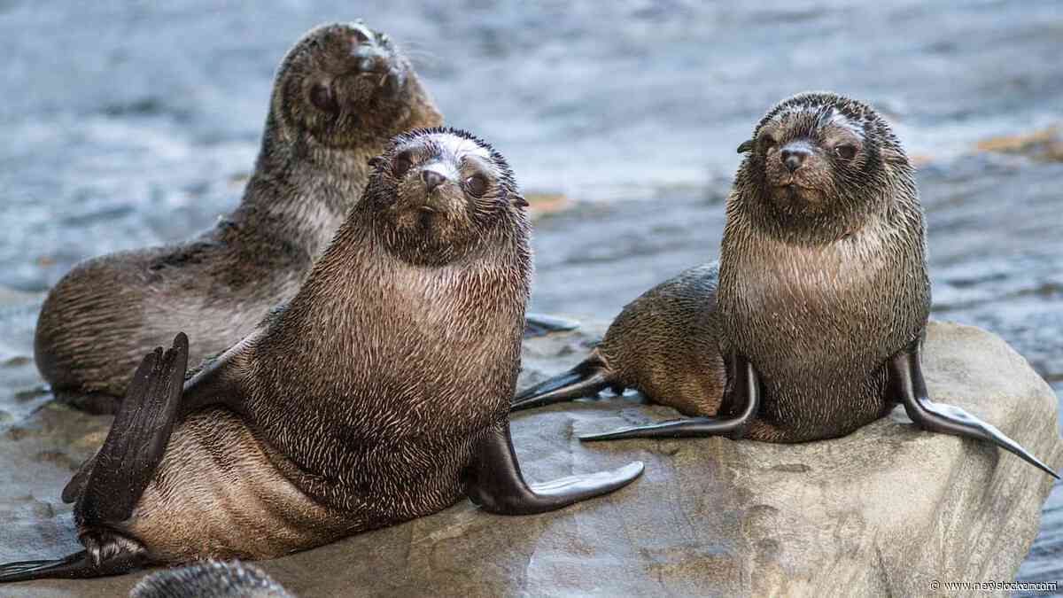 Vogelgriep voor het eerst vastgesteld bij zeehond in Australië