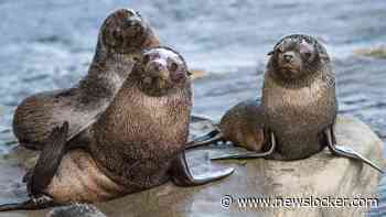 Vogelgriep voor het eerst vastgesteld bij zeehond in Australië