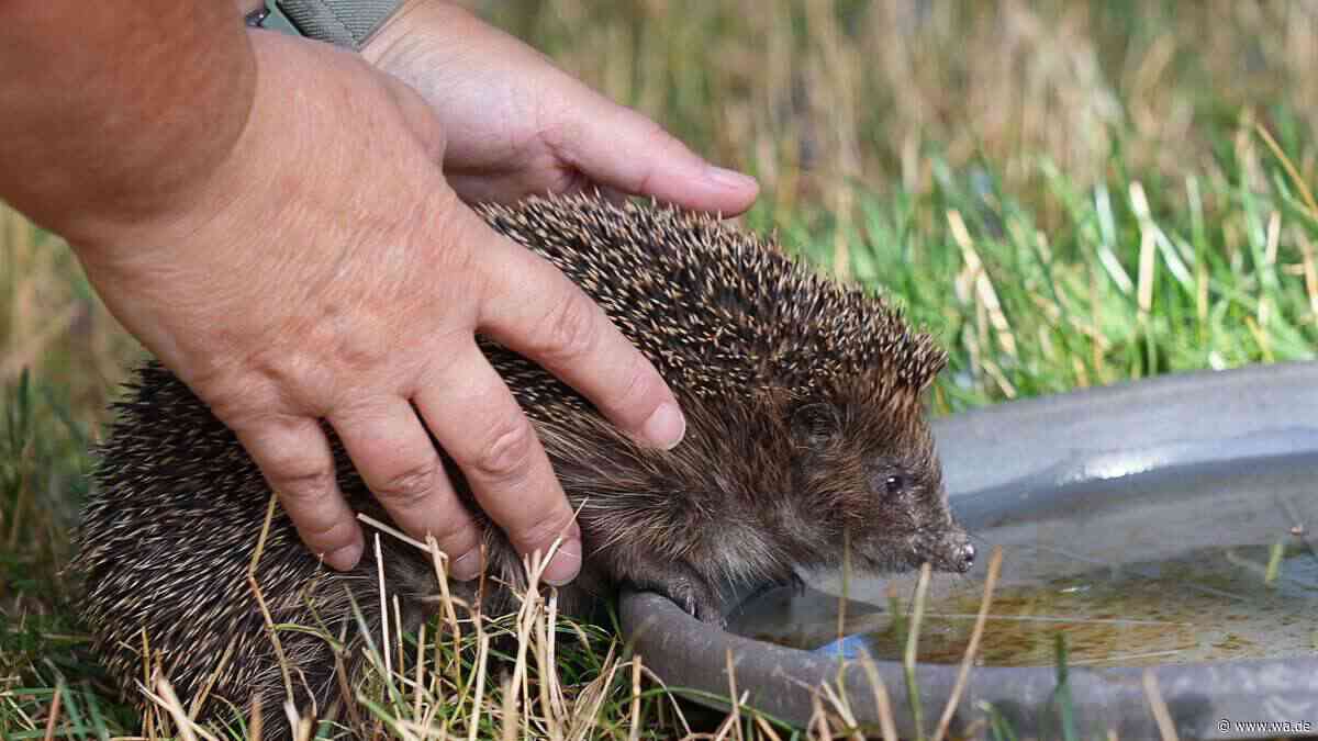 Igel im Garten: Wann brauchen sie Hilfe und was ist dabei zu beachten?
