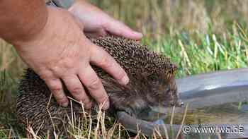 Igel im Garten: Wann brauchen sie Hilfe und was ist dabei zu beachten?