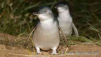Rush to vaccinate penguins amid fears bird flu could decimate their numbers