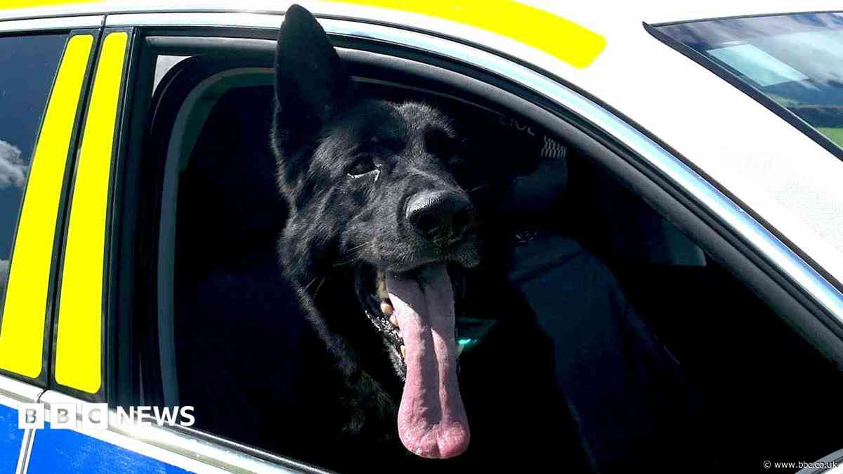 Locations sought to train and develop police dogs