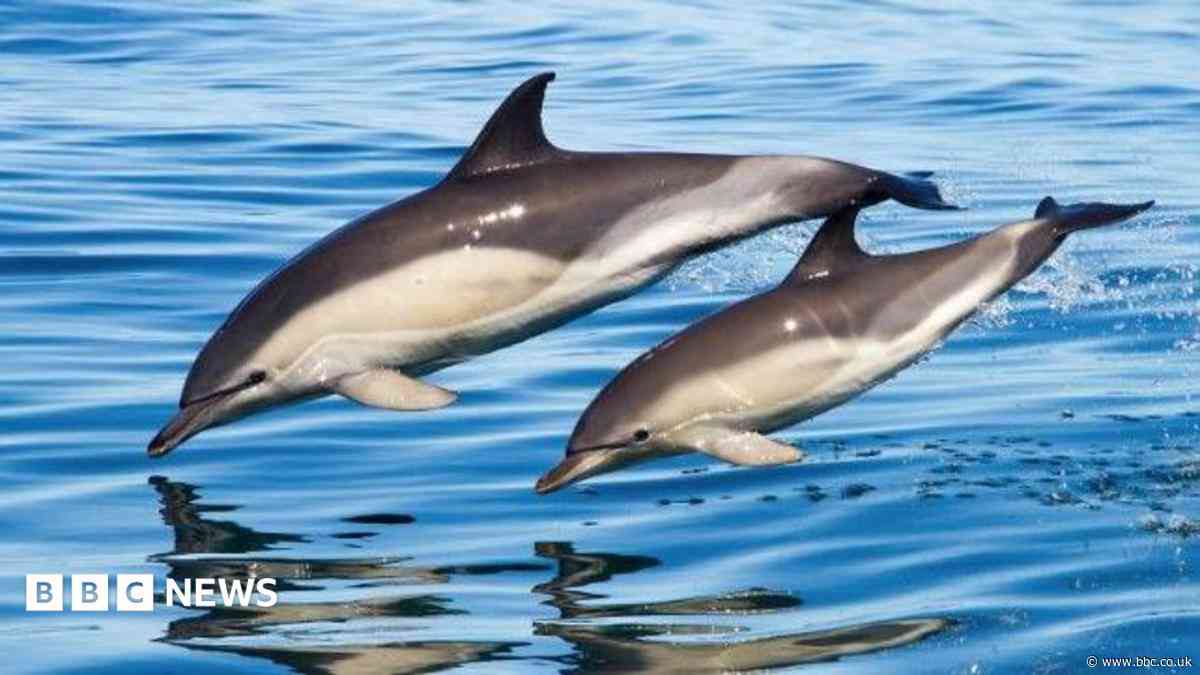 Fishing nets 'most common cause' of dolphin deaths