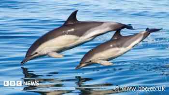 Fishing nets 'most common cause' of dolphin deaths