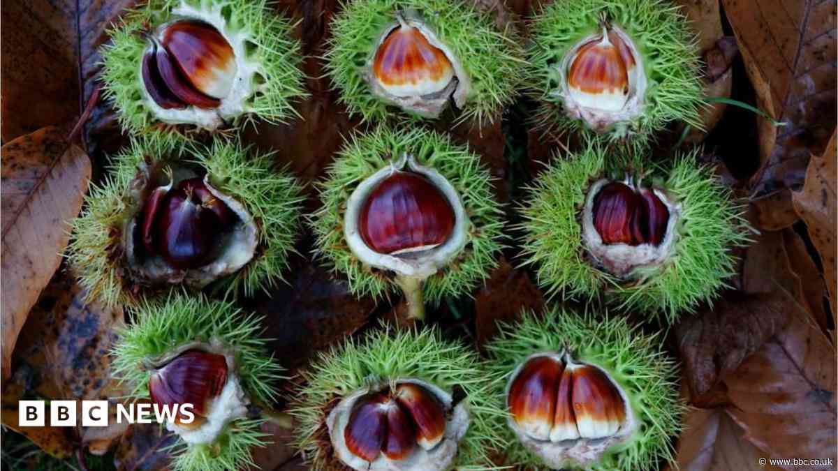 'Growing risk' sweet chestnut disease will spread