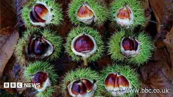 'Growing risk' sweet chestnut disease will spread