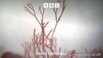Seaweed mystery finally solved