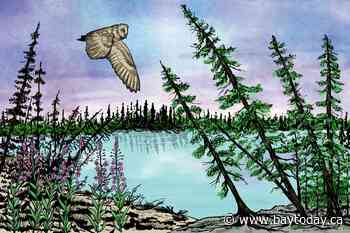 What drunken forests can teach us about Canada’s thawing permafrost