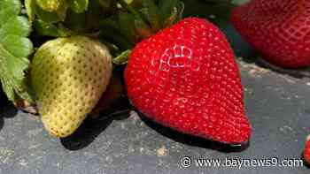 New duty on Mexican strawberries could raise prices for shoppers