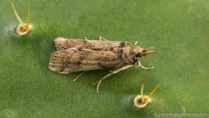 A cactus-eating moth released on Caribbean islands as biological control later reached Florida