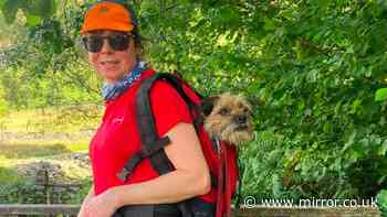 Dog missing for nearly three weeks saved by mountain rescue team