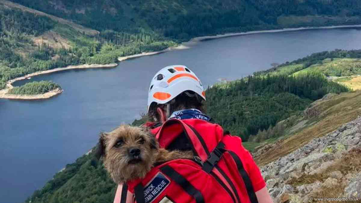 Missing dog found alive after 19 days as rescuers hear barking on Lake District mountain